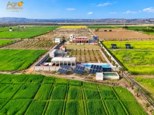 Farmland vs Gold in Pakistan (2)
