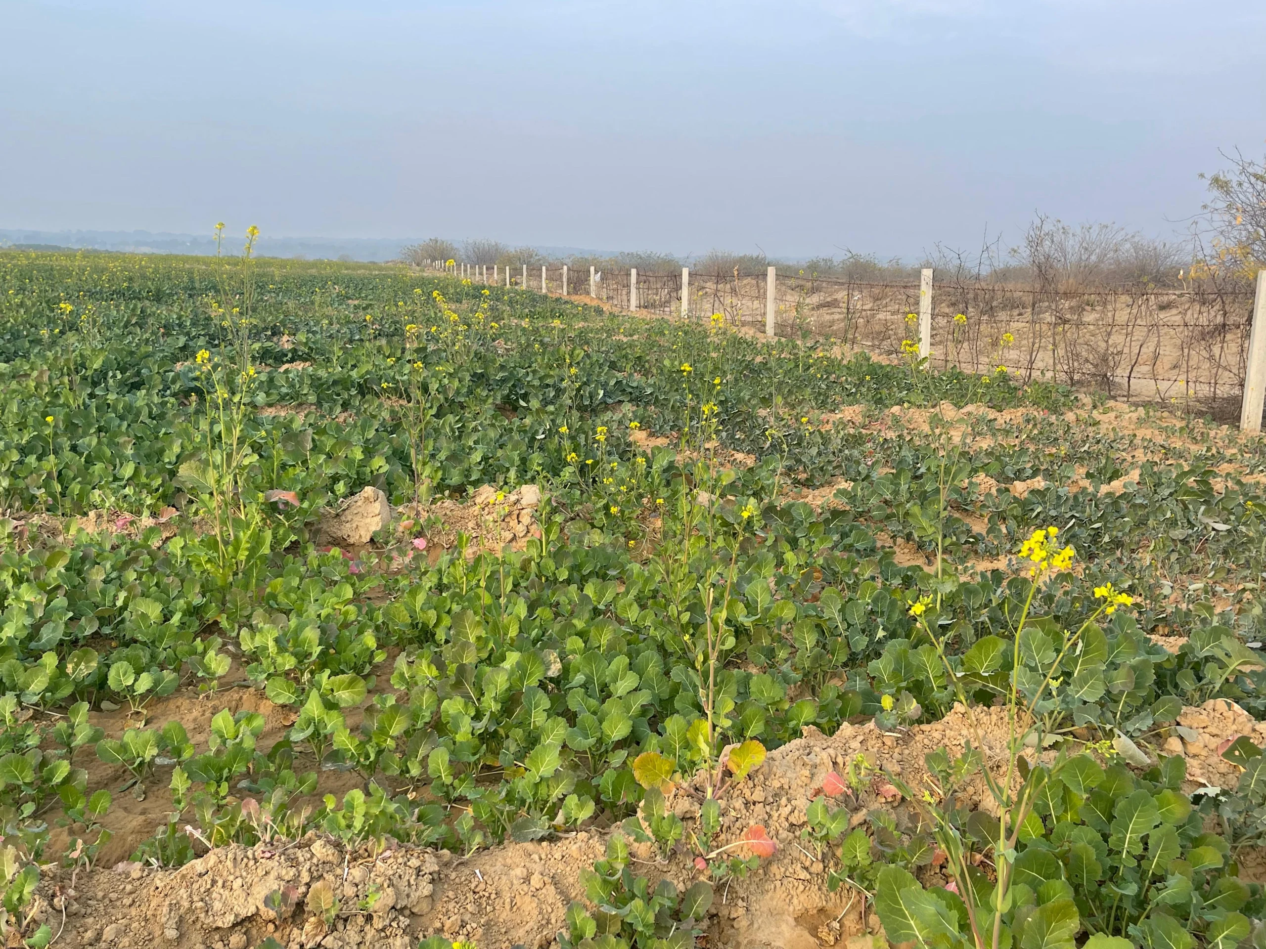 Grow Off-Season Vegetables for Profit A Guide to Tunnel Farming