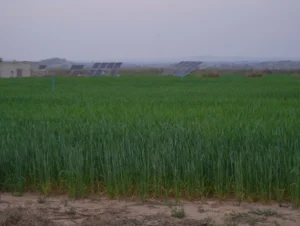 agro_solar_farm_