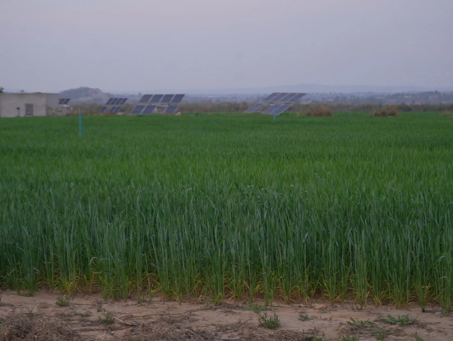 agro_solar_farm_